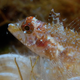 Look into my sparkly blue eyes. (Image: Nico K. Michiels, Uni Tübingen)